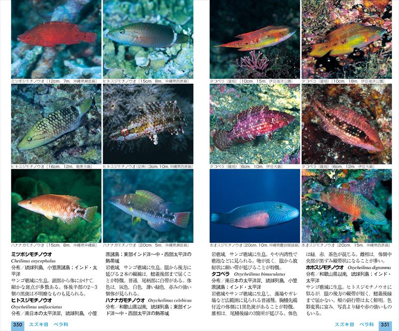    日本の海水魚 ＤＶＤ映像図鑑／（自然）  afb