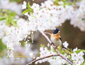カレンダー2019 鳥たちと日本の美しい風景