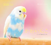 カレンダー2026 かわいんこ インコと小鳥のカレンダー