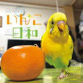 カレンダー2026 週めくりカレンダー いんこ日和