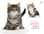 カレンダー2027 ほのぼの子ねこ