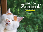 カレンダー2027 MARCO's CAT CALENDAR Comical！ 保護猫チャリティーカレンダー
